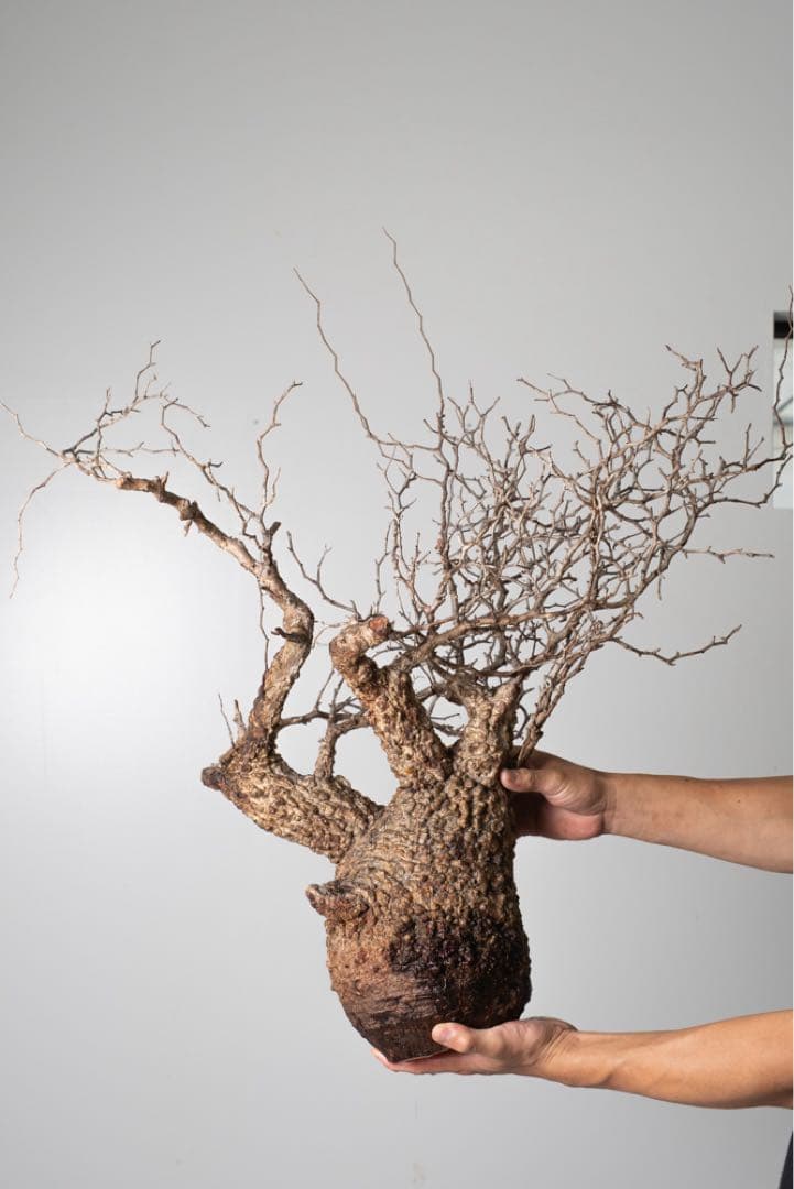 PK113 オペルクリカリア パキプス コーデックス ベアルート株