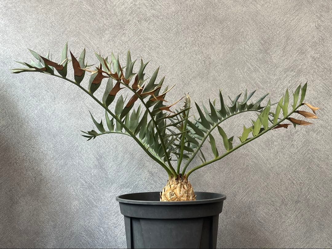 【南ア産】エンセファラルトス ホリダス(2025年12月最新画像あり)