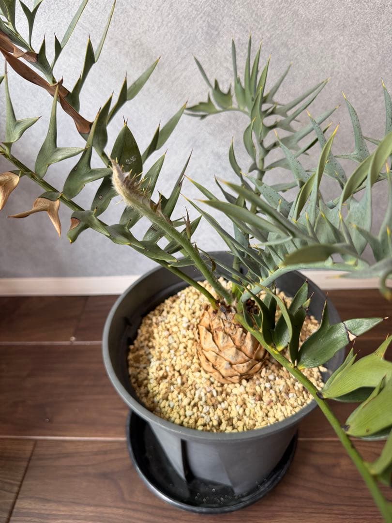 【南ア産】エンセファラルトス ホリダス(2025年12月最新画像あり)