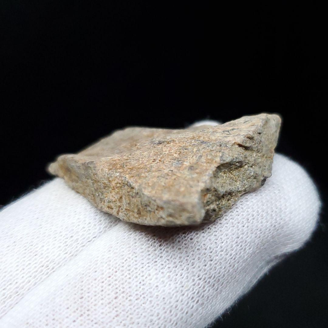 ティラノサウルス 化石 骨 本物 アメリカ産 35mm ケース付き tb122