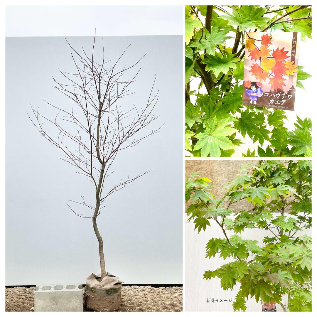 雨さん専用　コハウチワカエデ　単木/ 60