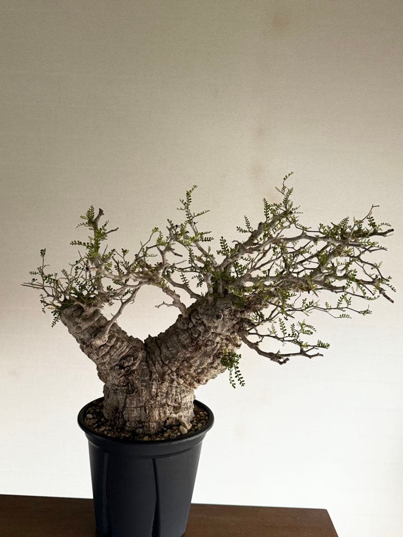 オペルクリカリア　パキプス発根済み　3年目 パキプス オペルクリカリア 塊根植物