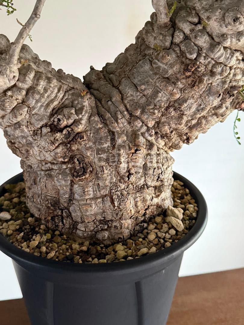 オペルクリカリア　パキプス発根済み　3年目 パキプス オペルクリカリア 塊根植物