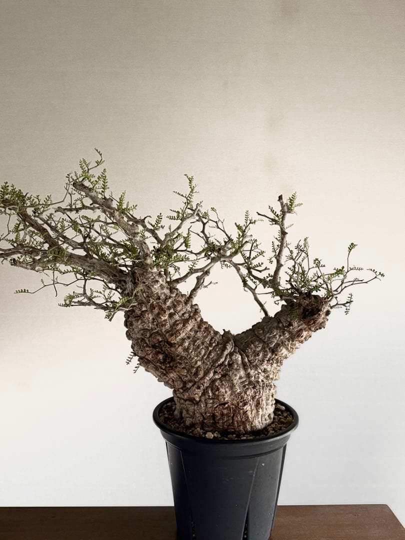 オペルクリカリア　パキプス発根済み　3年目 パキプス オペルクリカリア 塊根植物