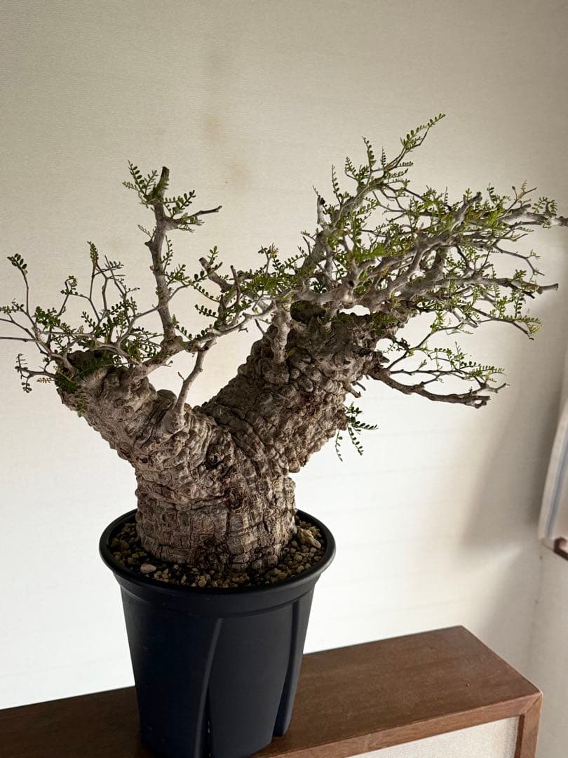 オペルクリカリア　パキプス発根済み　3年目 パキプス オペルクリカリア 塊根植物