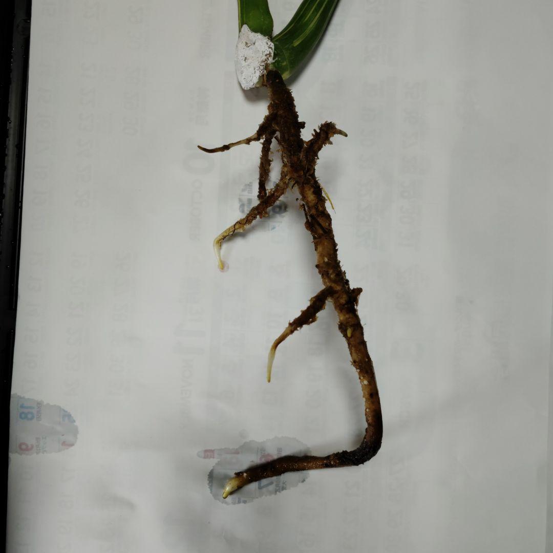 希少 モンステラ タイコン ステレーション スターライト トップ カット 発根済
