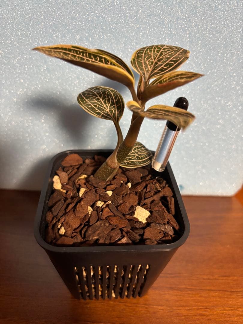 ひ*ん様 ジュエルオーキッド　ルディシアディスカラー　黄桜