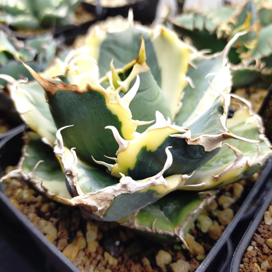 アガベ チタノタ 白鯨錦 永久斑