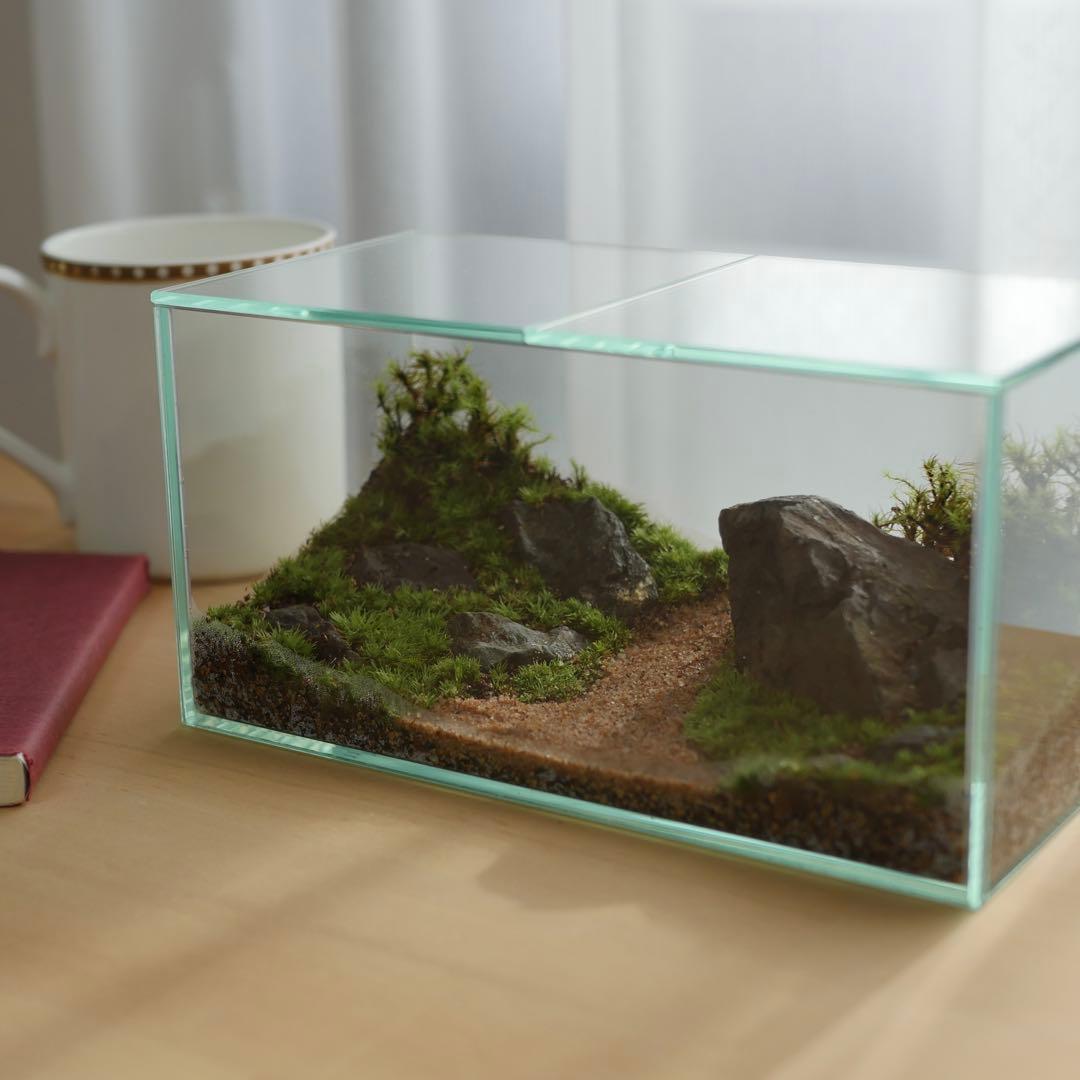 苔テラリウム/インテリア/一点物/苔リウム/完成品/卓上