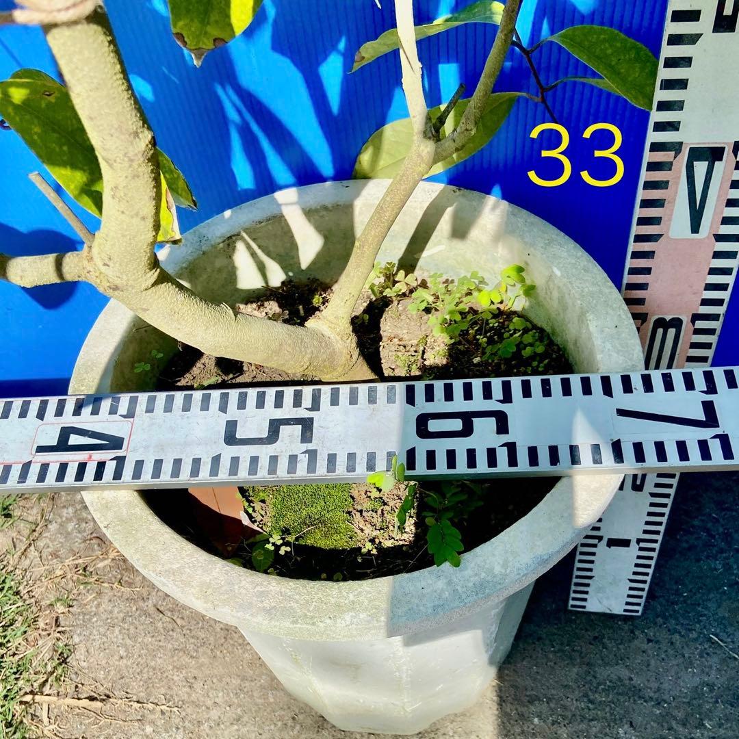 結実中・33 篤姫ライチ　半耐寒性