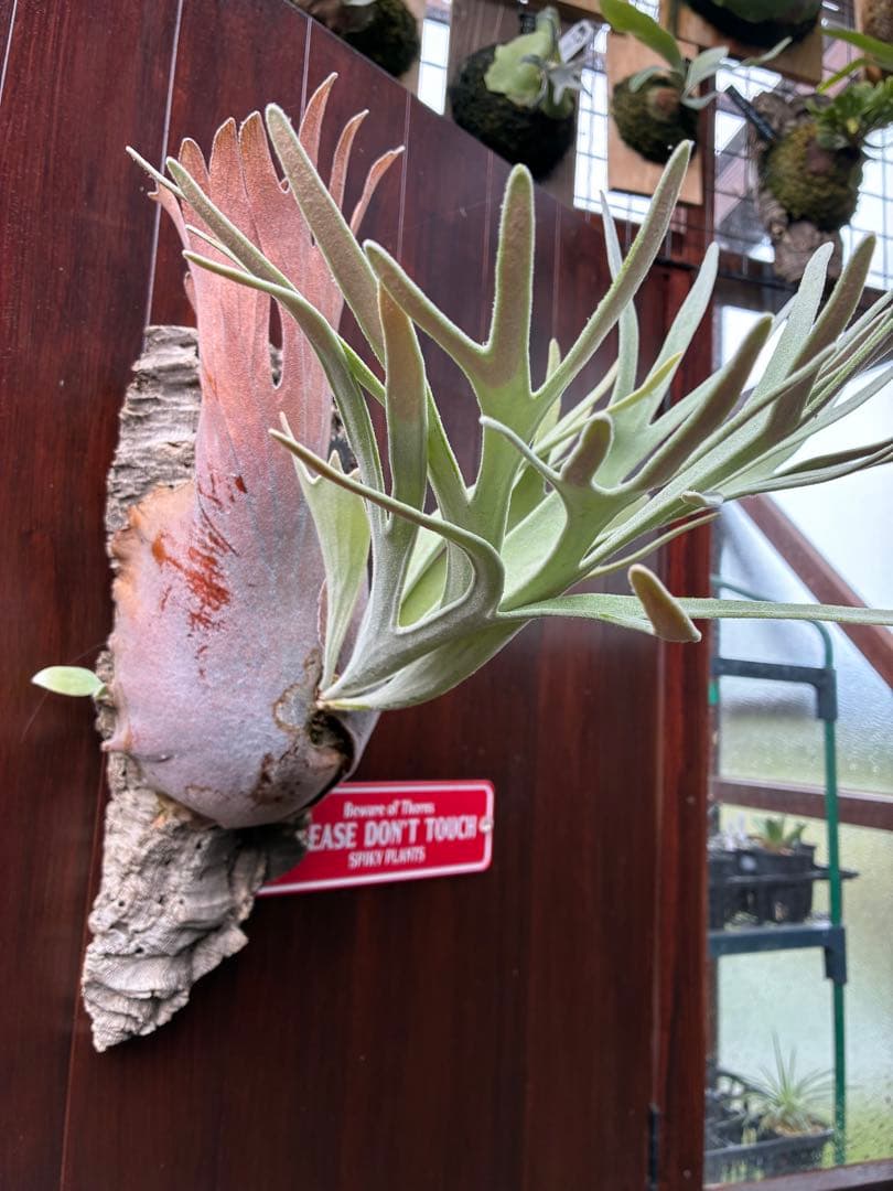 A*A様 ビカクシダエルサウィリンキーベイチーリドレイ最終値下げ