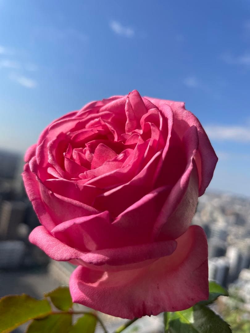 セール！数量、期間限定！お任せバラ挿し穂10種かく各1本