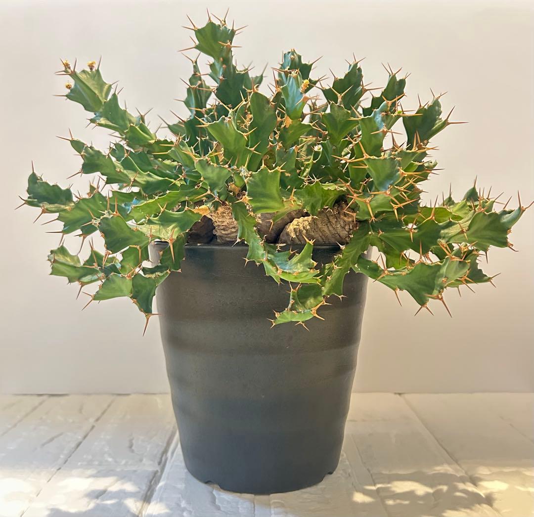 塊根植物:ユーフォルビア・クラビゲラ(現地球、発根済み)