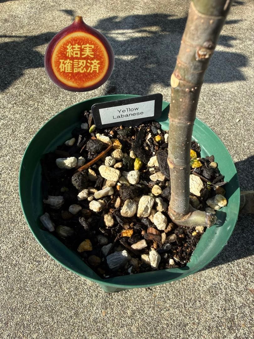 Yellow Lebanese おすすめ！！！ イチジク いちじく 穂木 苗