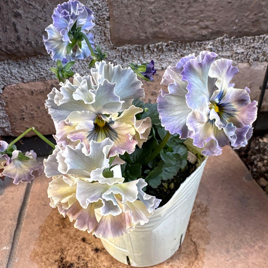 R*U様 フェデネージュ・トイプー4