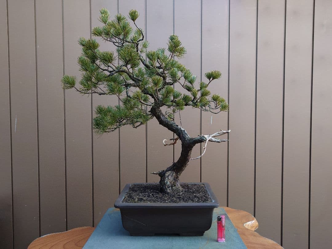 盆栽　五葉松　樹高58cm