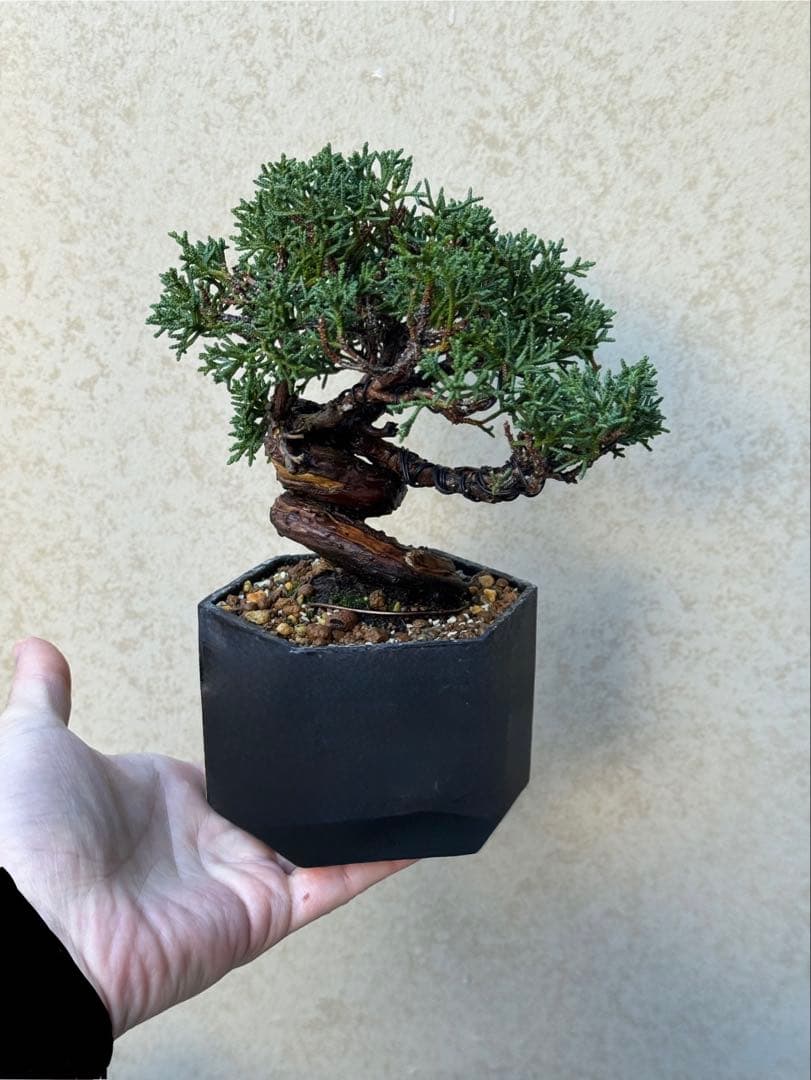 【盆栽】真柏