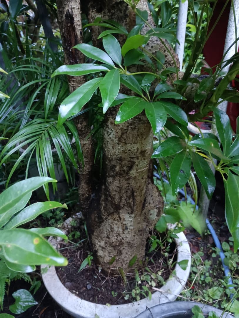 シェフレラ専用