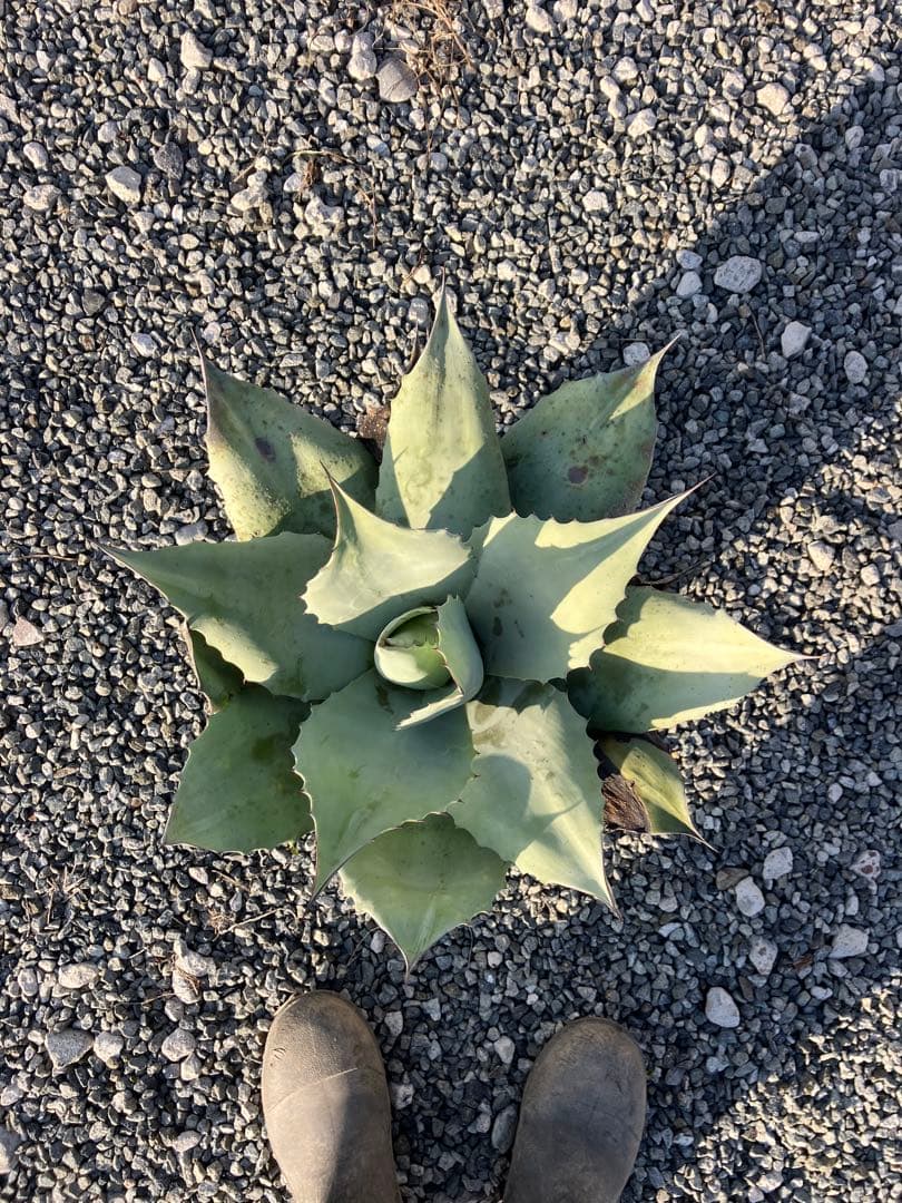 アガベ オバティフォリア 大株 美株 フロスティブルー オルカ 実生