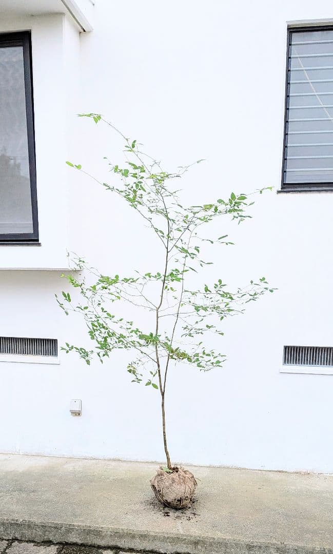 山採りウメモドキ。