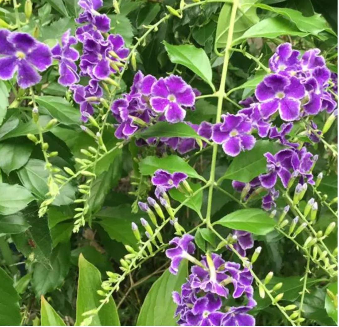 デュランタ宝塚⭐️挿し木【❸】根付き苗１本