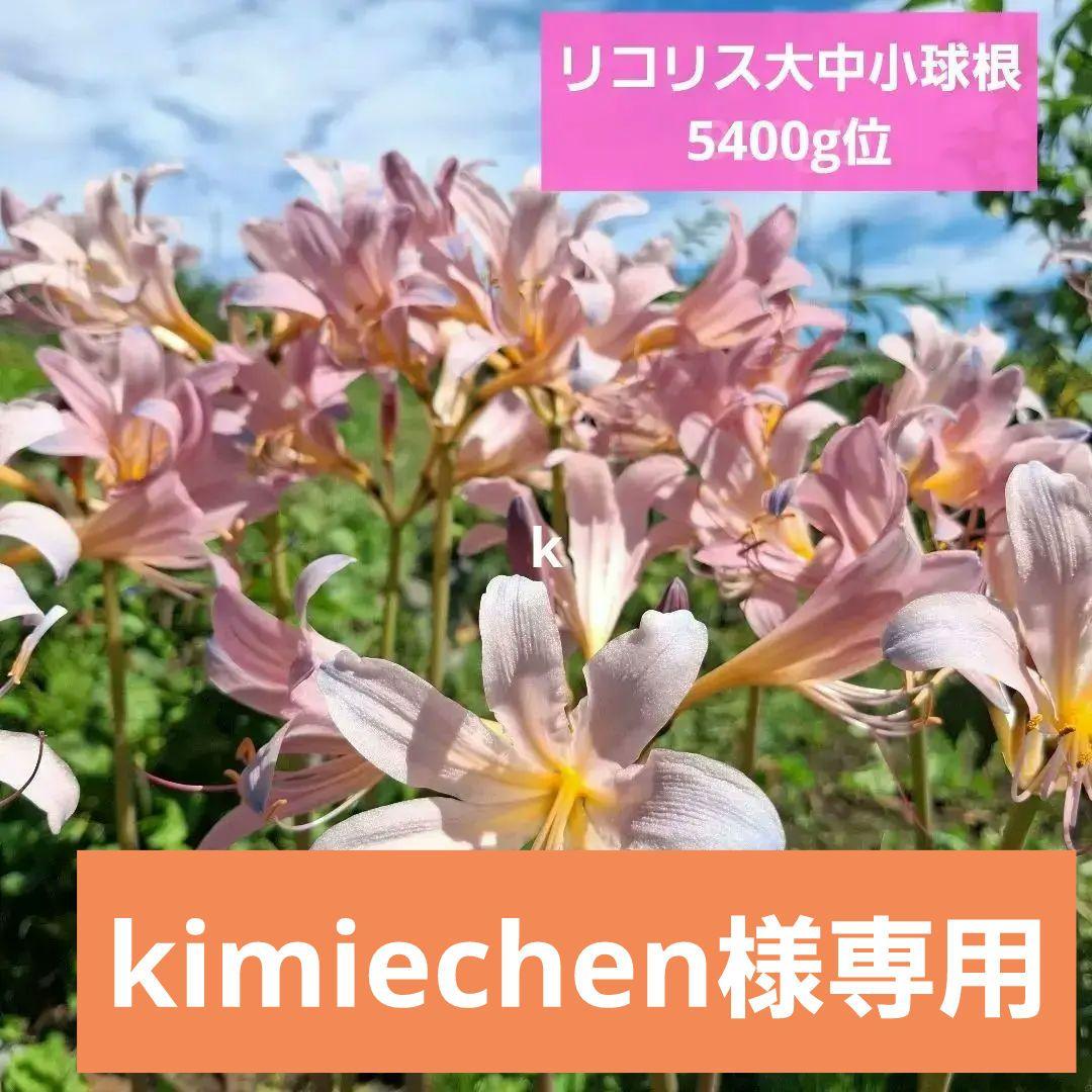 専用です。リコリス大中小球根5400g位