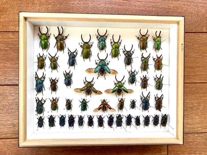 パプアキンイロクワガタ標本セット