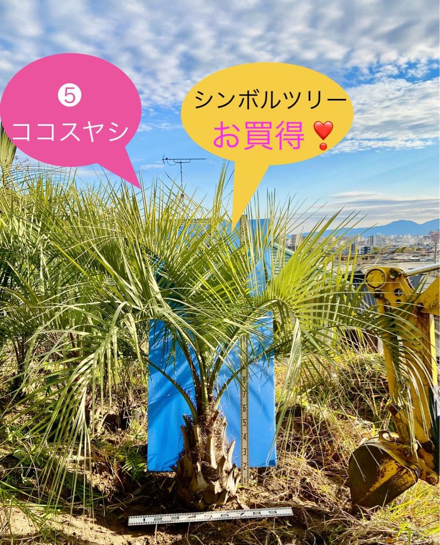 送料込み❗️ココスヤシ 超耐寒性 シンボルツリー