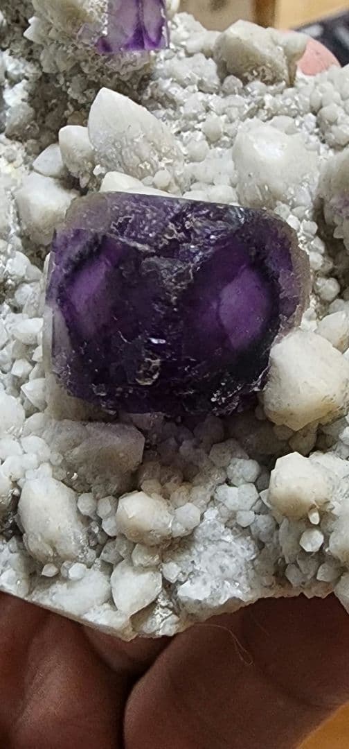 エイリアンアイフローライト