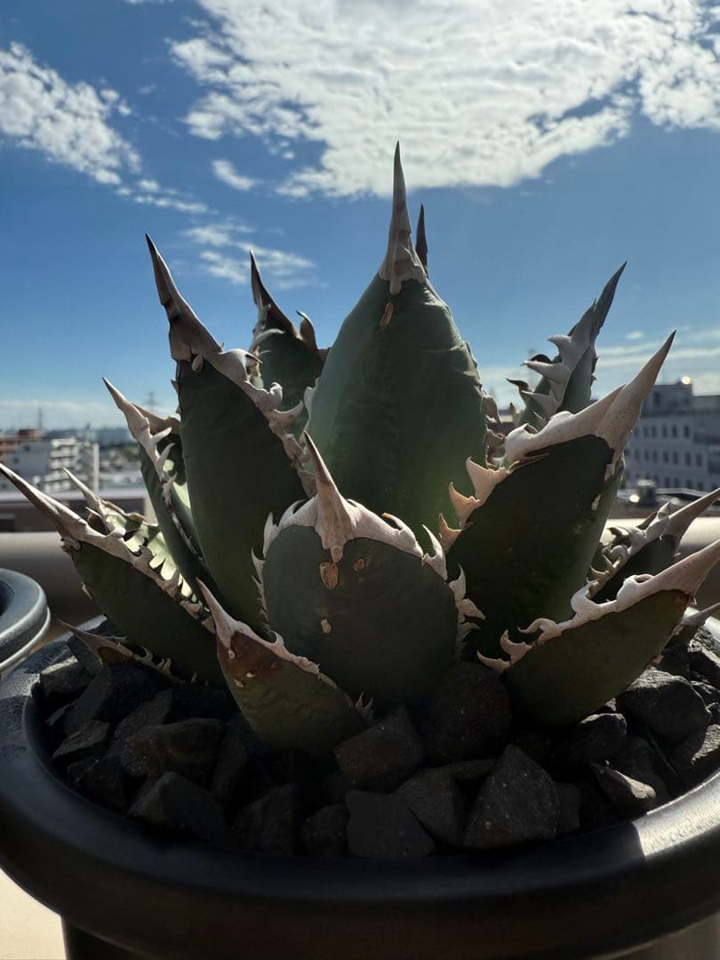 ホワイトファング Whitefang アガベX カクタスグリーン