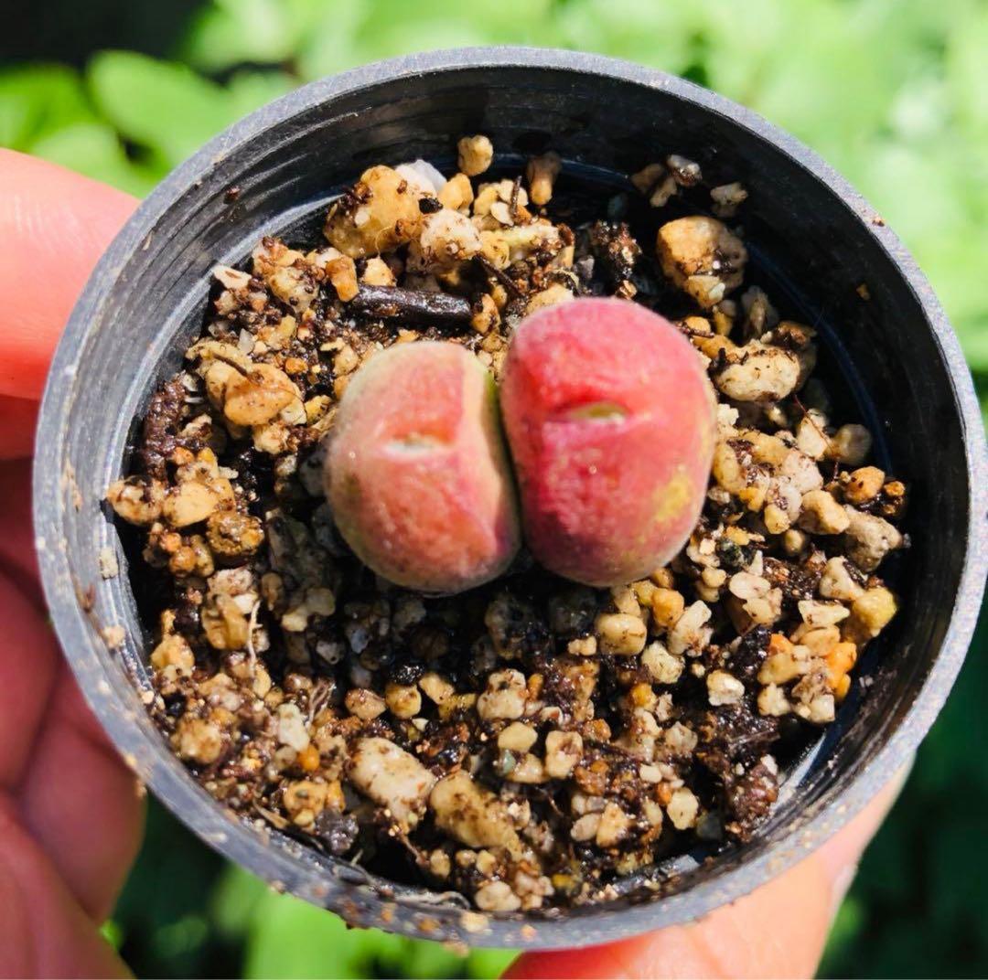 mrk様 リクエスト 6点 まとめ商品