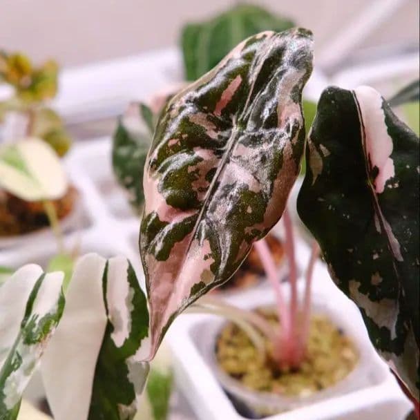 Alocasia chantrieri pink /アロカシア シャントリエリ③