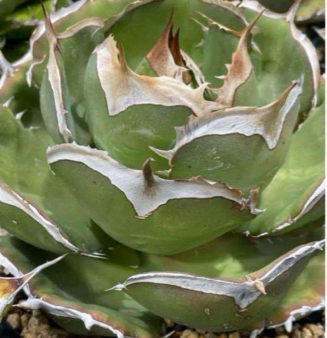 アガベ　チタノタ　バトルアクス　バトルアックス 大きめ