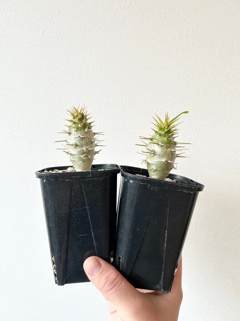 パキポディウム　アンボンゲンセ　国内実生株