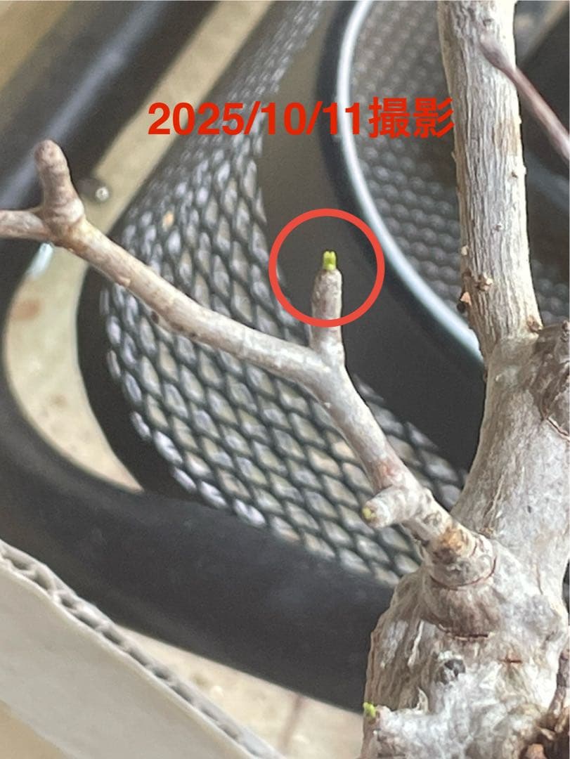 【特価】ラスト芽吹き株②オペルクリカリア パキプス ベアルート