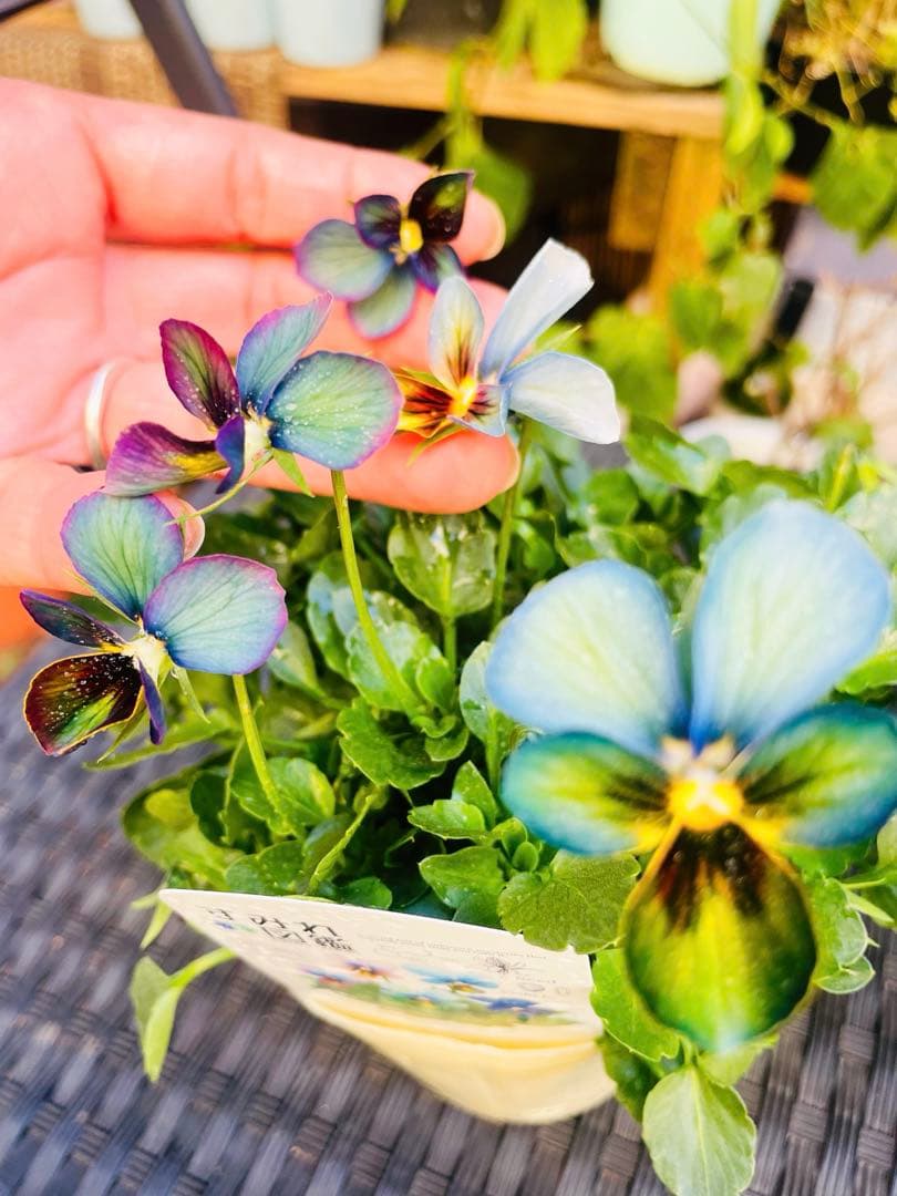 c*7様 大人気♡すみれ図鑑♡極キレイ色♡