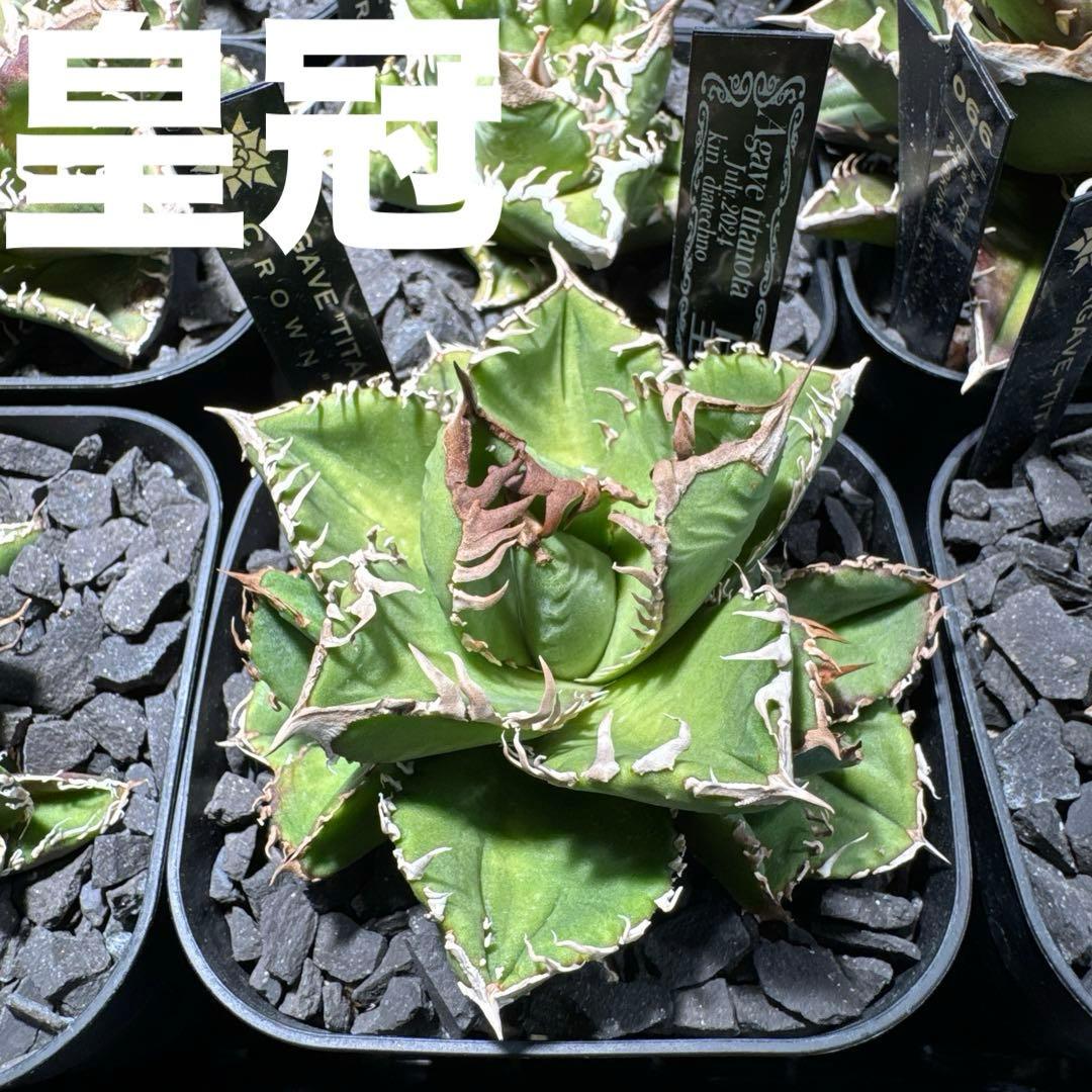 【有名趣味家血統】アガベ⭐︎チタノタ⭐︎皇冠02⭐︎子株⭐︎台湾lize⭐︎タグ付き⭐︎