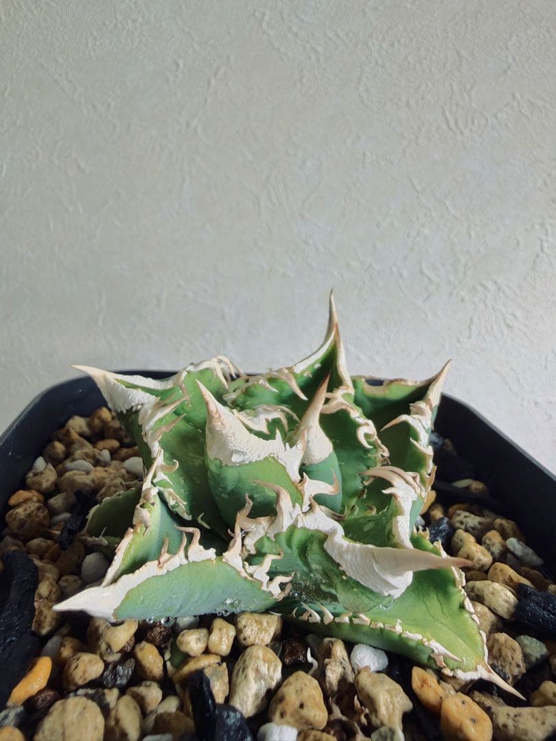 アガベチタノタ　親株/ivoryWA 超良血統子株付き