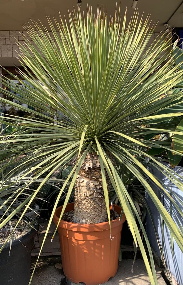 ユッカロストラータ