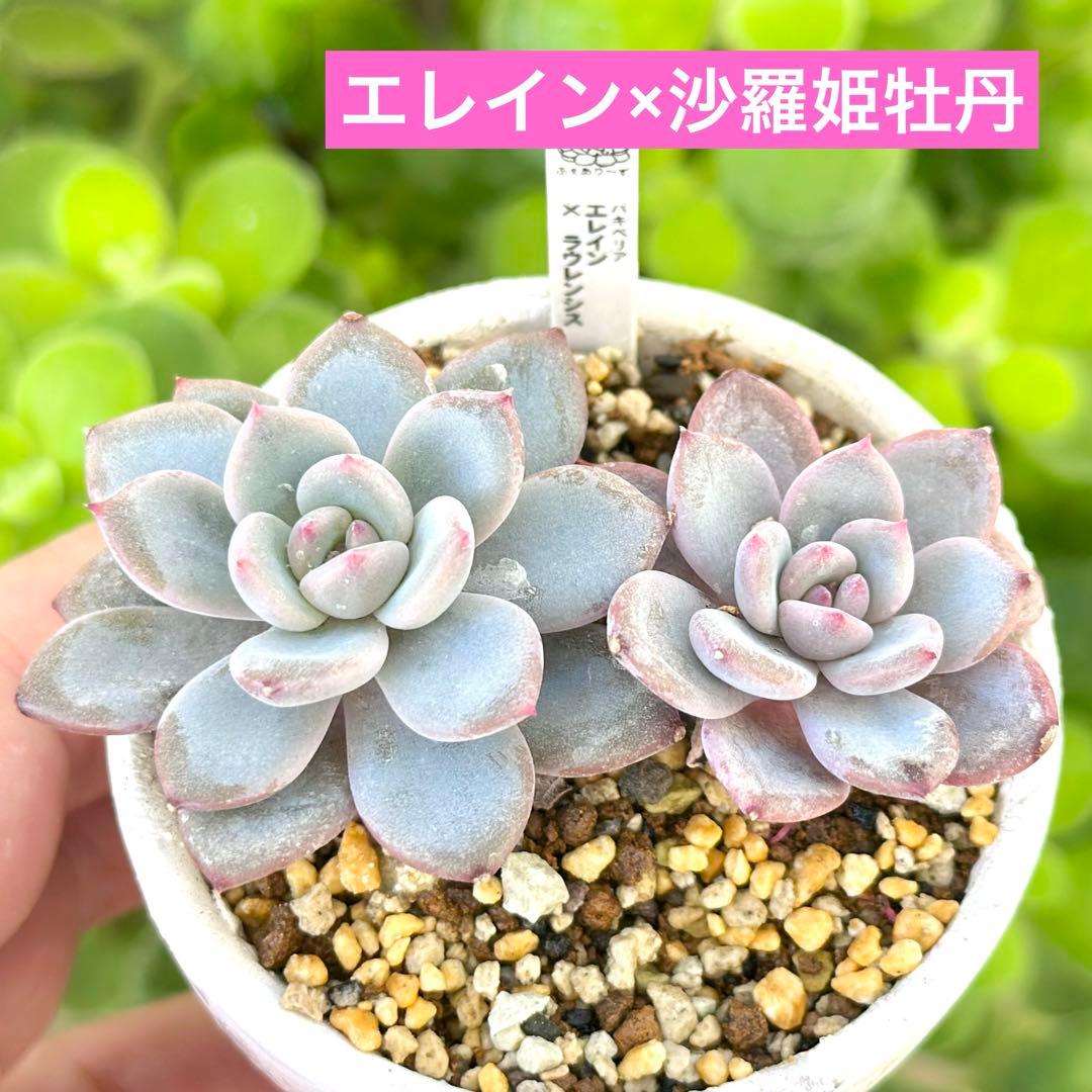 【miso苗@2780】エレイン×沙羅姫牡丹(1苗)