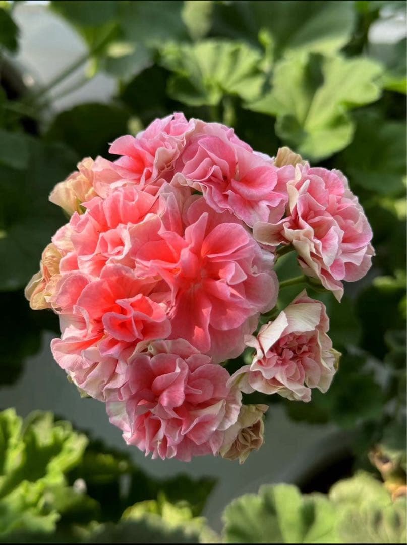 レアゼラニウム苗