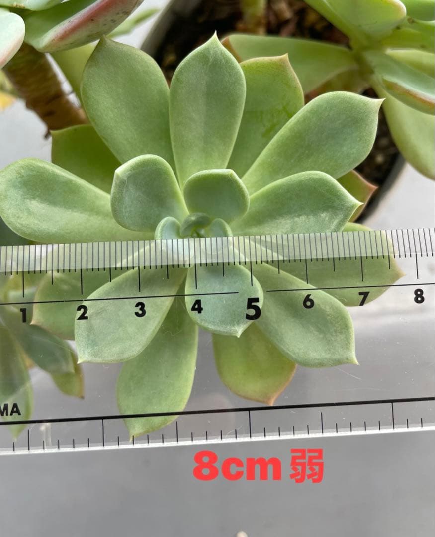 七福神④ 多肉植物