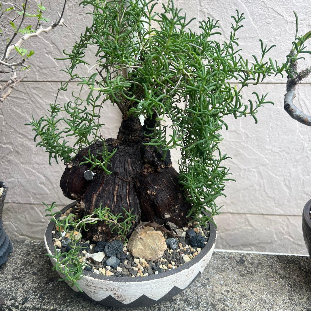 メストクレマ　ツベローサム，特大，美株