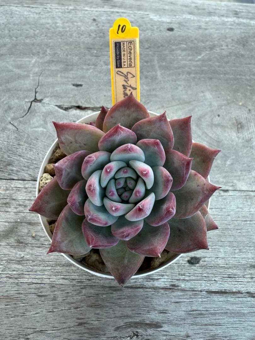 10 希少　SAMリンゼアナNo.6 カリフォルニア輸入　多肉植物