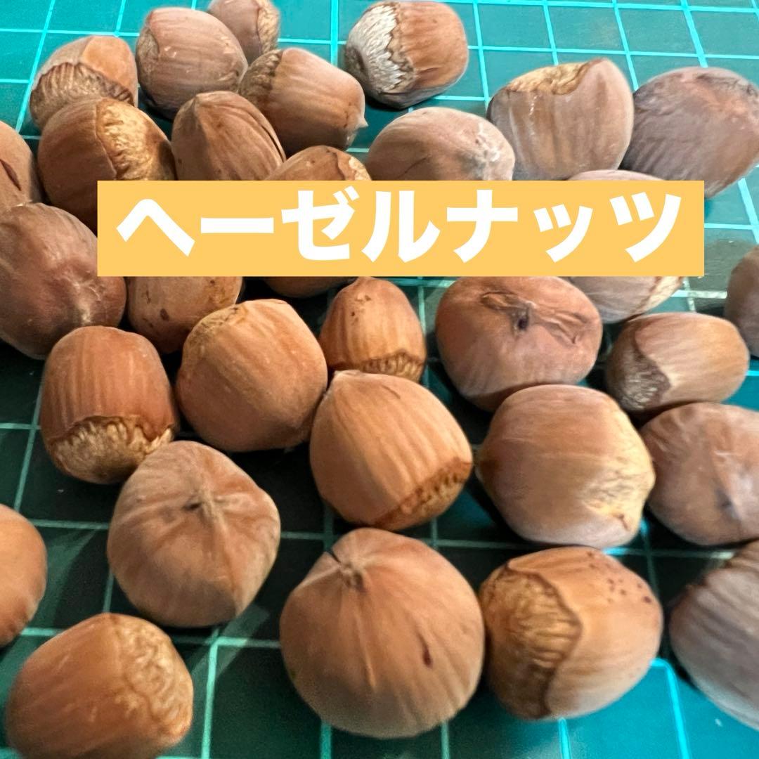 ヘーゼルナッツ ハシバミ 煮沸消毒済み クラフト用