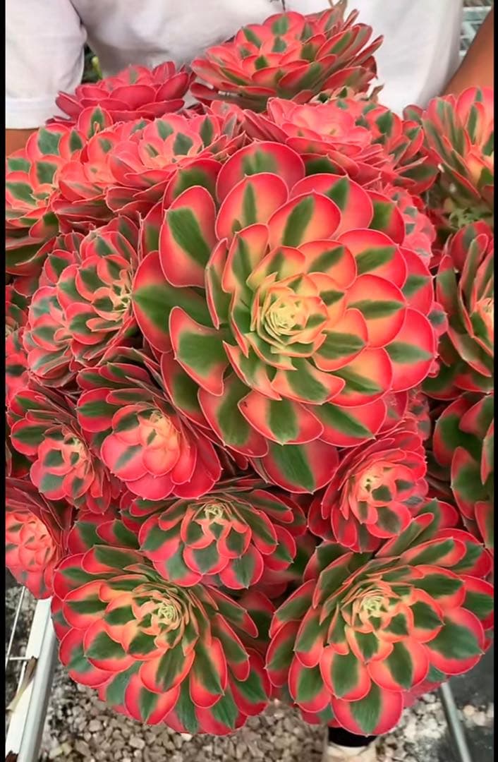 多肉植物アエオニウム錦❤️ピンクウィッチ❤️