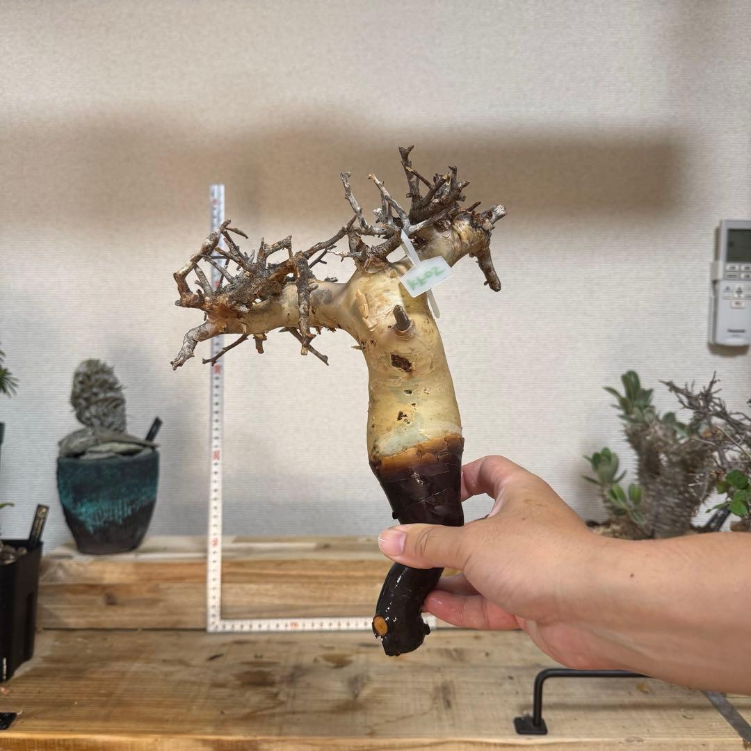 u*s様 KF05 コミフォラ ピュア カタフ ソマリア 現地株 下処理済み