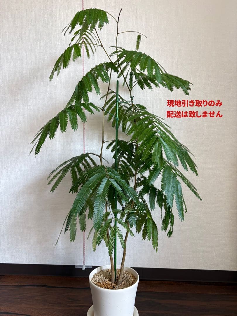 dai.hd.daiページ　観葉植物セット