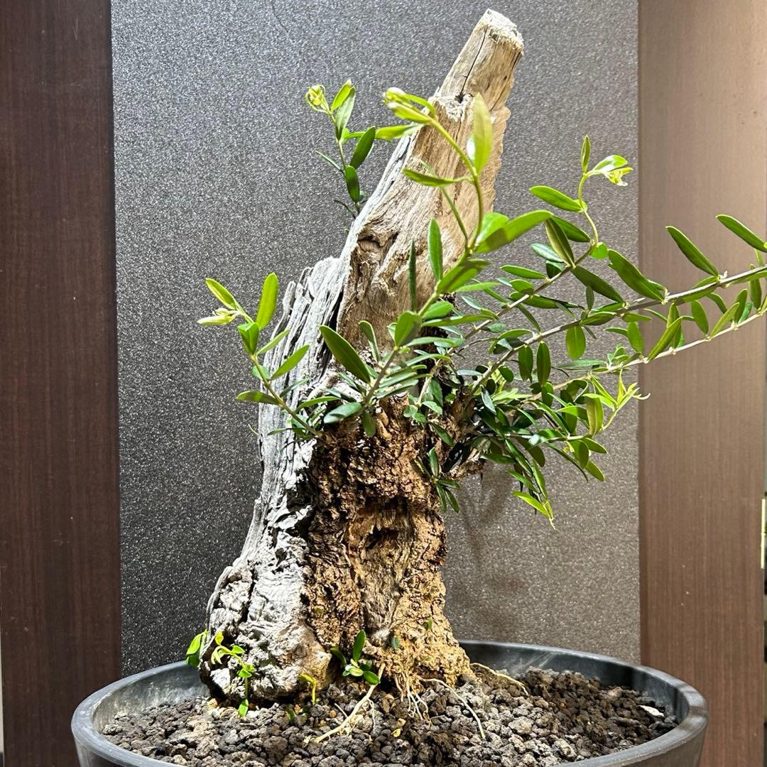 【希少超大株】オリーブ古木 鉢直径40㌢ 盆栽風仕立 塊根 発根済 珍奇植物