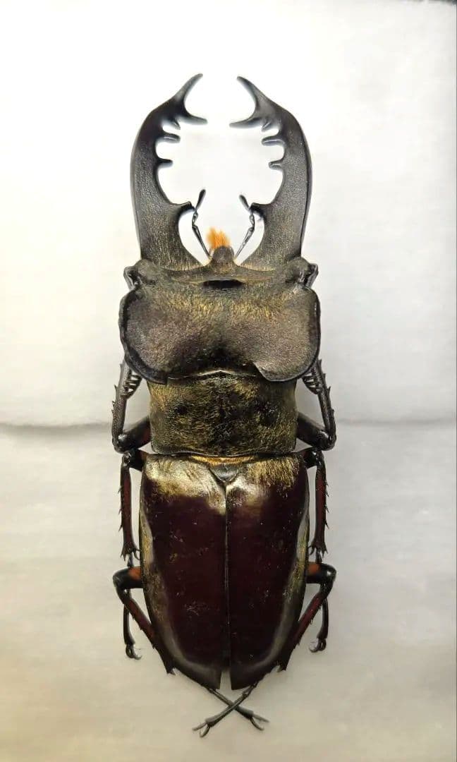 【標本】ボンバーヘッド 北海道産ミヤマクワガタ 昆虫標本